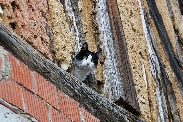 Um die Zahl freilaufender Katzen zu re...tzverordnung beschlossen (Symbolbild).  | Foto: Christiane Franz