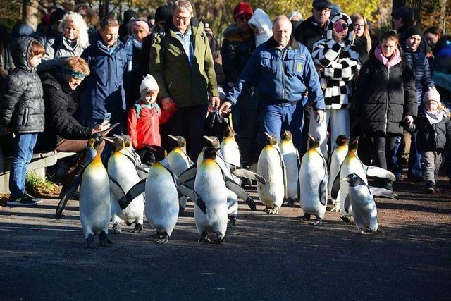 Auch die Pinguine profitieren von den Spaziergngen durch den Basler Zoo