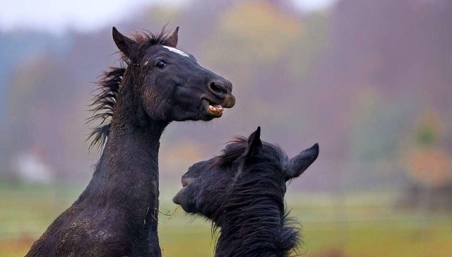 Pferde mit Freiheitsdrang (Symbolbild)  | Foto: Thomas Warnack (dpa)