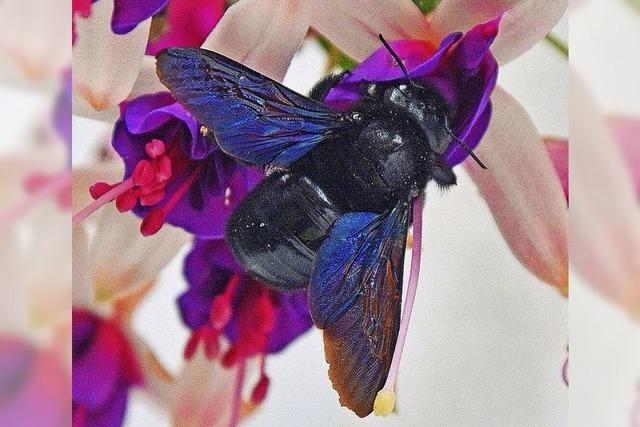 Blauschwarze Holzbiene ist Wildbiene des Jahres 2024