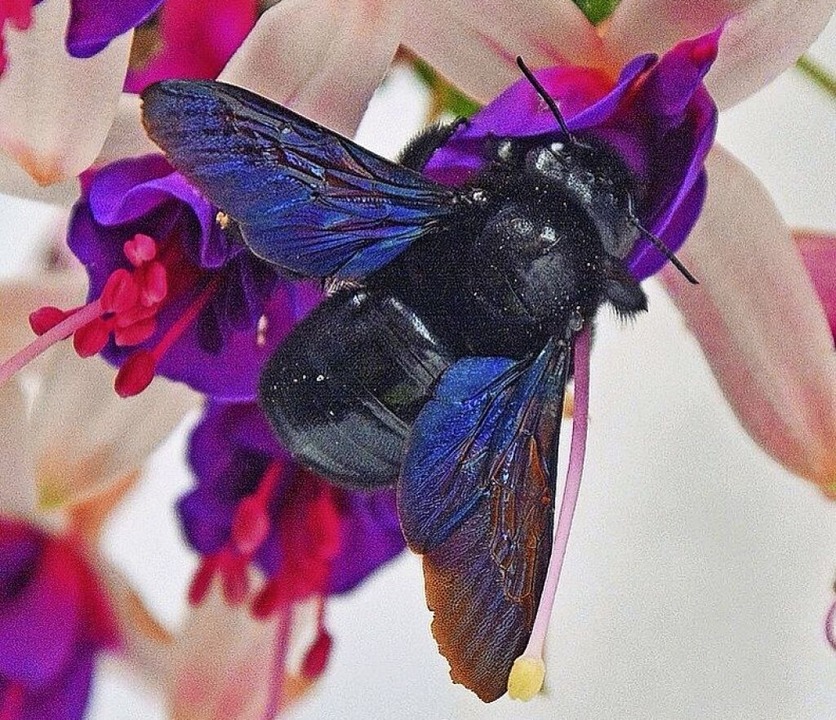 Blauschwarze Holzbiene ist Wildbiene des Jahres 2024 Panorama