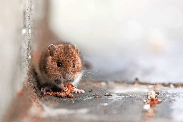 Sieht s aus &#8211; will man aber nicht unbedingt im Haus haben: eine Maus.  | Foto: Sina Schuldt (dpa)