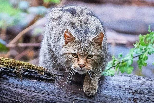 Experte: Im Gundelfinger Wald leben neuerdings Wildkatzen
