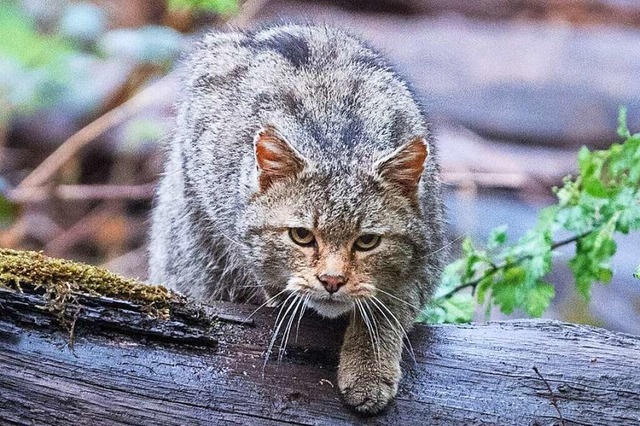 Die Europische Wildkatze ist jetzt im Gundelfinger Wald heimisch.  | Foto: Sebastian Gollnow (dpa)