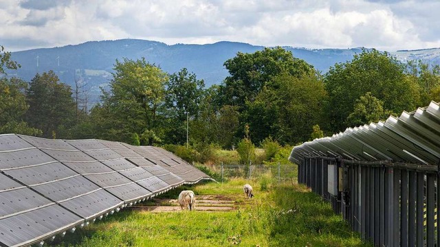 Schafe zwischen Photovoltaikanlagen im Gewerbepark Breisgau.  | Foto: Hubert Gemmert