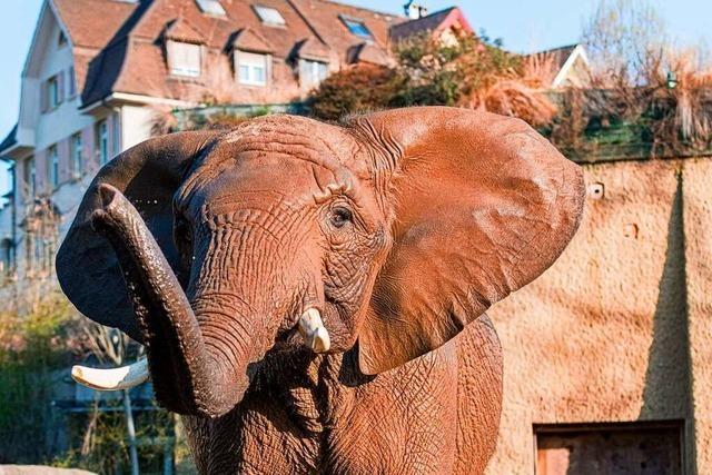 Der trchtigen Elefantenkuh Heri im Basler Zoo geht es wieder besser