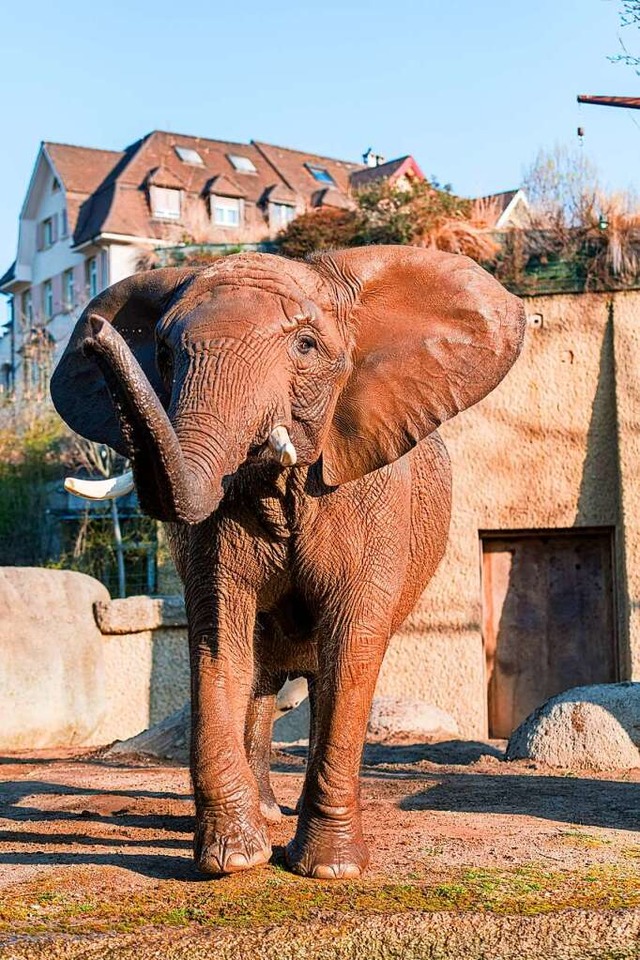 Heri gehe es besser, sie habe auch kei...auch sei jedoch vermutlich verstorben.  | Foto: Zoo Basel