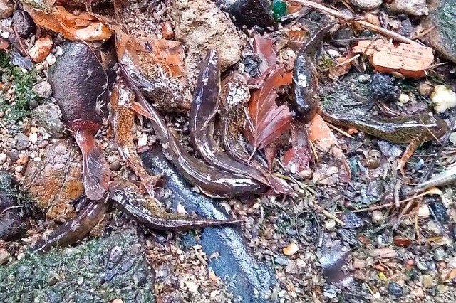 Verendete Fische im Kronenmhlebach  | Foto: Privat