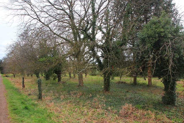 Die Streuobstwiese, um die es bei dem Streit ging.  | Foto: Michael Saurer