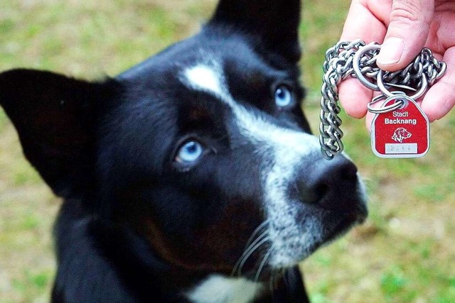 Eine Steuermarke fr den Hund  | Foto: dpa