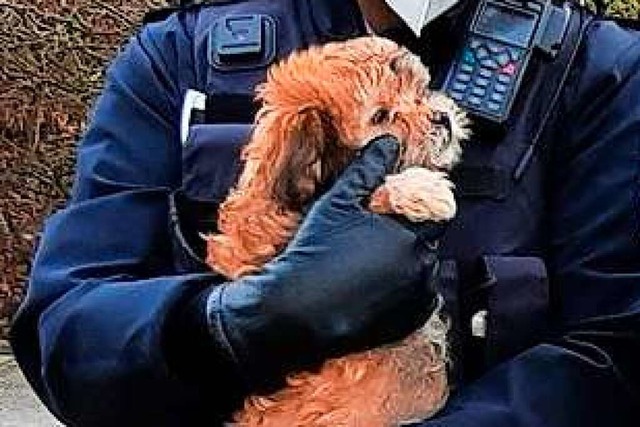 Hundwelpen wurden ausgesetzt. Die Polizei sucht Zeugen (Symbolbild).  | Foto: Polizei Mrkischer Kreis (dpa)