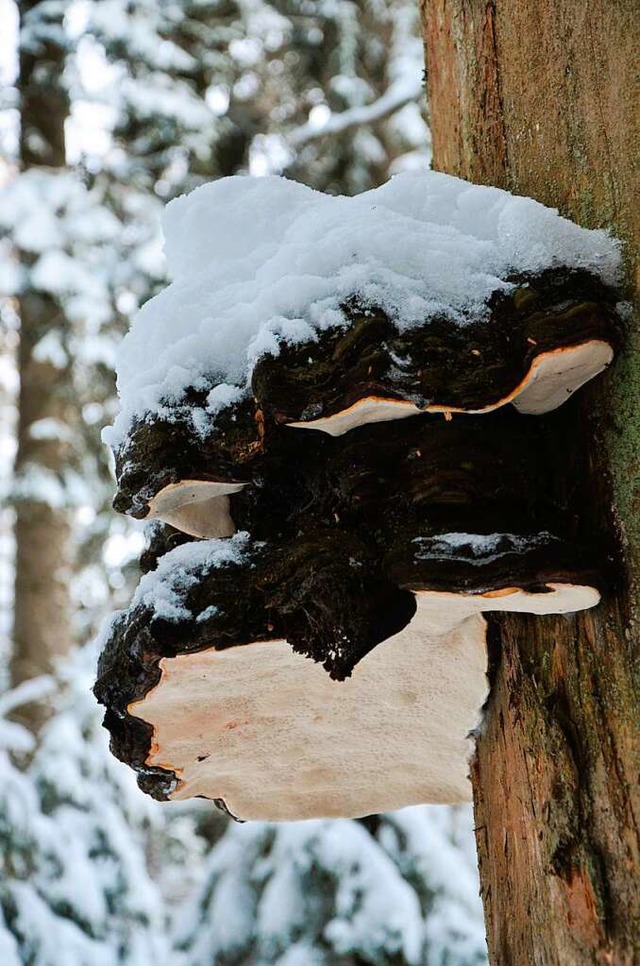 Frher wurde ein Zunderschwamm benutzt...tliches Exemplar im Wald von Seebrugg.  | Foto: Friedbert Zapf