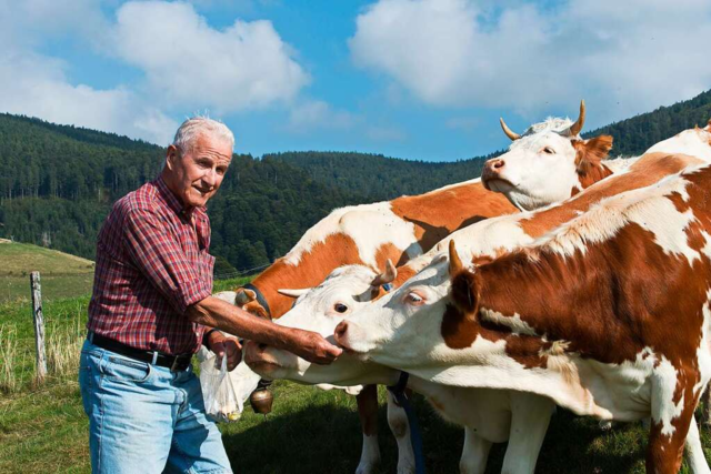Hirtenbuben im Schwarzwald