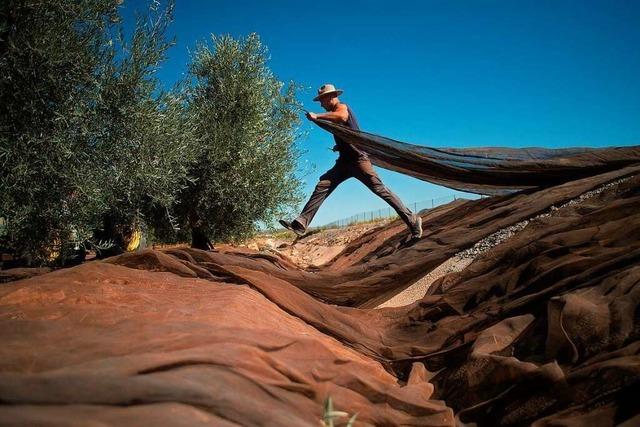 Spaniens riesige Olivenbaum-Monokulturen schaden der Natur - das soll sich ndern