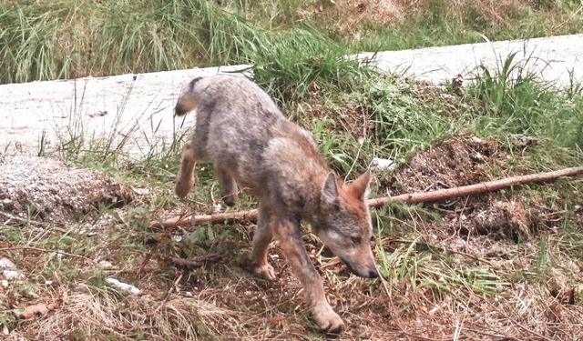 Auf dieser Aufnahme einer Wildtierkame... Jahres war der Welpe noch putzmunter.  | Foto: FVA