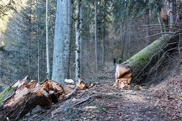 Die Stallegger Tanne hielt so manchen ...ber den Wanderweg in Richtung Wutach.  | Foto: Christa Maier