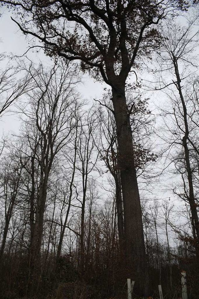 Wird der Naturschutz im Wald genug bea...Ratssitzung in Schallstadt diskutiert.  | Foto: Reinhold John