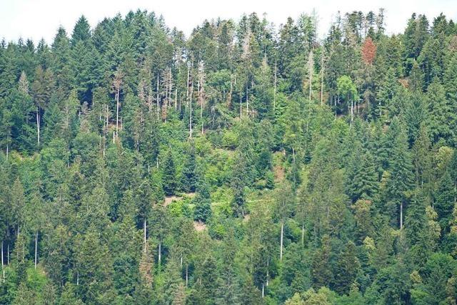 Dem Wald ging es schon besser – Gemeinde Gutach hofft dennoch auf berschuss