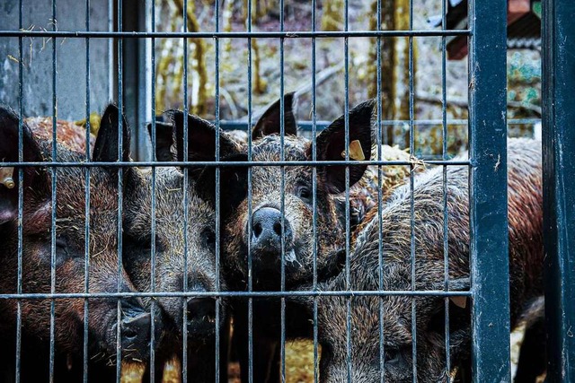 Die Schweine, eine Kreuzung der Rassen...in ihrem mobilen Zuhause wohlzufhlen.  | Foto: Marian Wieland