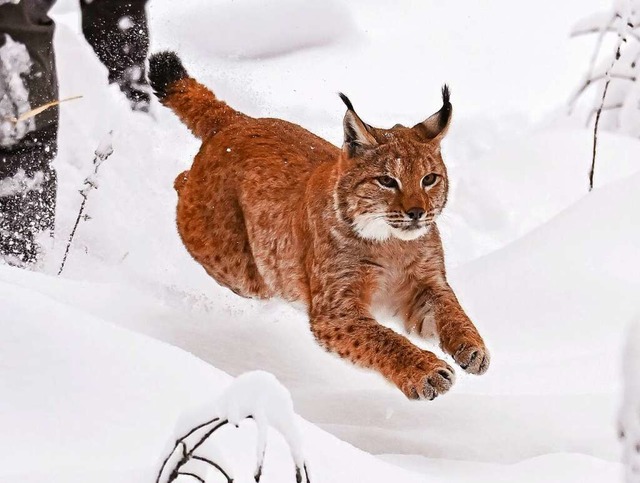 Finja wurde als erste Luchskatze im Nordschwarzwald ausgewildert.  | Foto: Uli Deck (dpa)