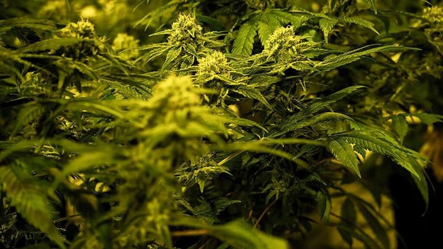 Cannabis zu Hause oder gemeinschaftlic...setz zur Legalisierung mglich werden.  | Foto: David Pichler (dpa)