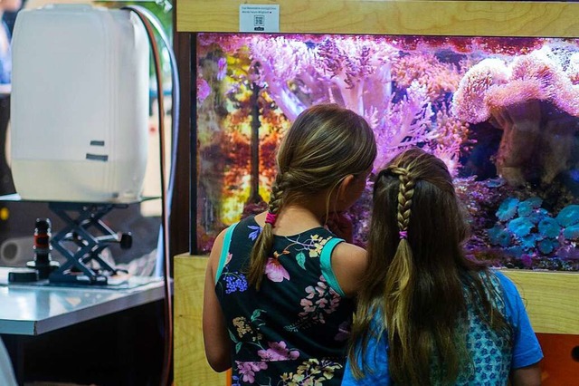 Fische bestaunen knnen die Schlerinnen dank der Riff-Aquarium-AG.  | Foto: Jim Stritzky