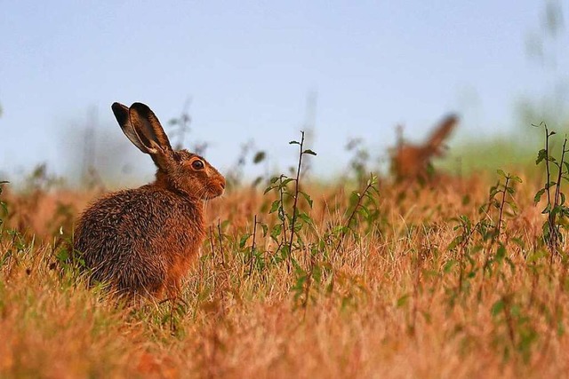 Zwei Feldhasen sitzen am Rand eines Getreidefeldes. (Symbolbild)  | Foto: Karl-Josef Hildenbrand (dpa)