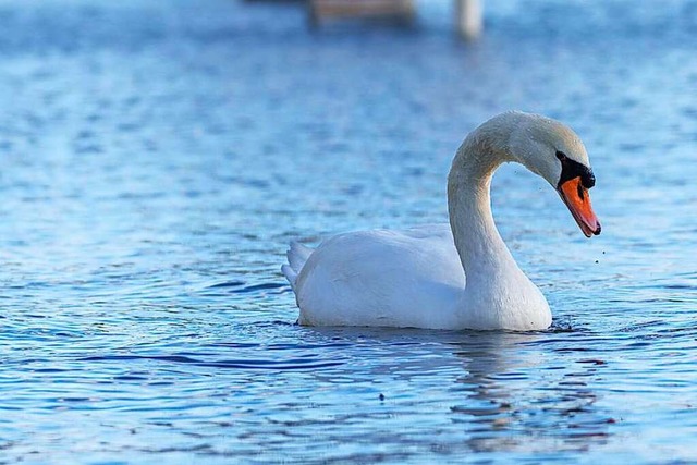 Insgesamt wurden bei Schwrstadt 16 Schwne geschossen (Symbolbild).  | Foto: Andreas Arnold (dpa)