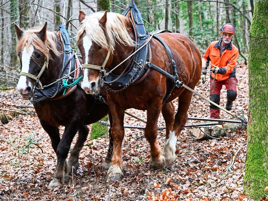 Entschleunigter Start: Die Stadt Mllheim setzt fr bestimmte Forstarbeiten wieder ein Pferdegespann ein. Anfang Januar gab es dazu einen ffentlichen Termin im Eichwald, der nicht nur zahlreiche Pressevertreter, sondern auch weitere Interessierte anlockte.