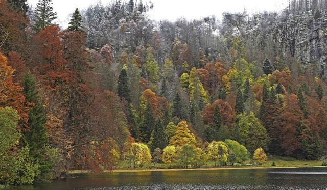 Herbstlicher Bergmischwald am Feldsee   | Foto: Hubertus Ulsamer