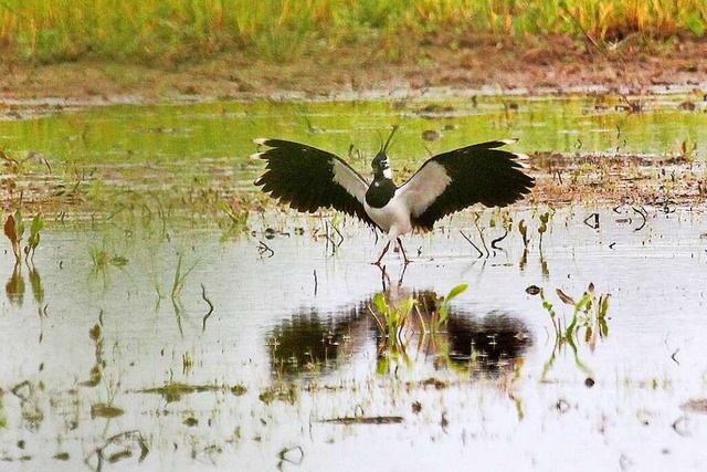 Im Naturschutzgebiet Elzwiesen bei Rhe...eder gut ein Dutzend Paare des Vogels.  | Foto: Reinhard Grub