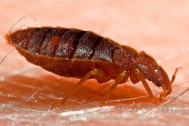 Eine Bettwanze beim Blutsaugen auf menschlicher Haut.  | Foto: Piotr Naskrecki (dpa)