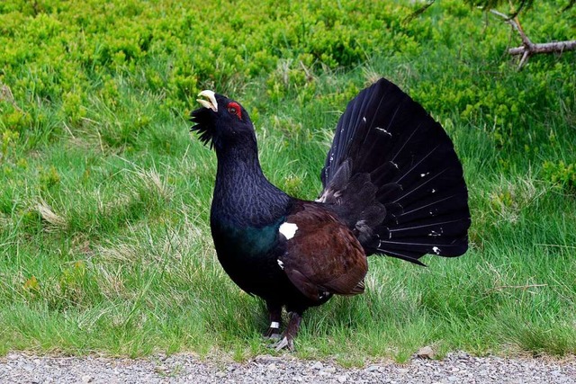 Am Feldberg sind  Begegnungen mit einem Auerhuhn mglich.  | Foto: Stefan Jehle