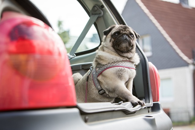 Bei der Reise mit dem Auto muss der Hund gesichert werden.  | Foto: Christin Klose/dpa-tmn