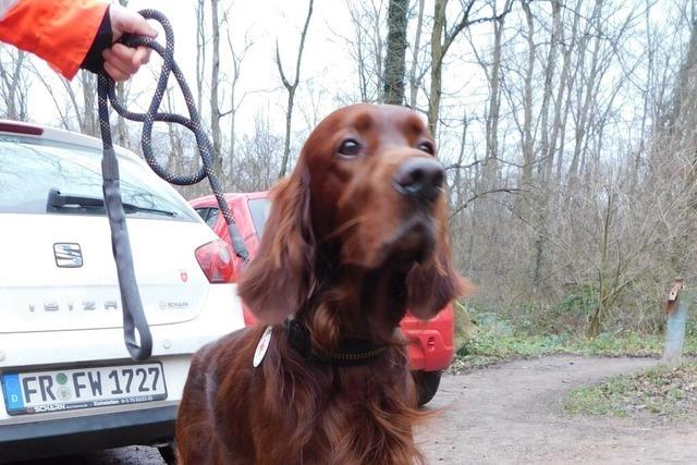 Vermisst im Schwarzwald: Wie Rettungshund Bruno bei der Suche hilft