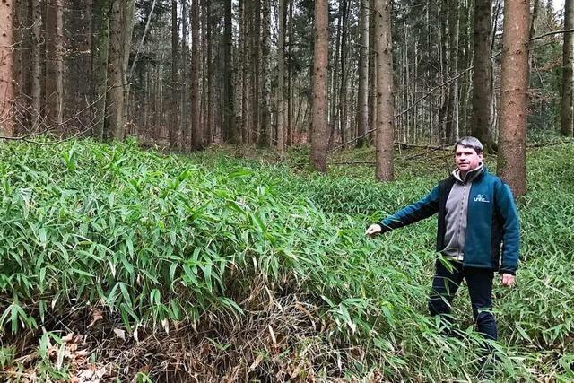 Ein riesiger Bambus entwickelt sich im Ebringer Wald zur Plage