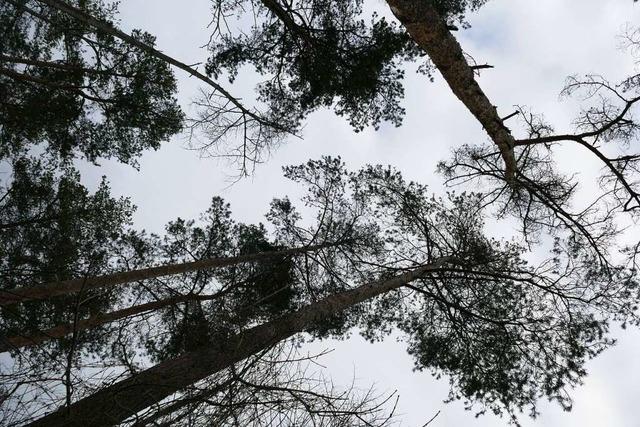 Der Rheinwald macht groe Sorgen – knnen ortsfremde Baumarten helfen?