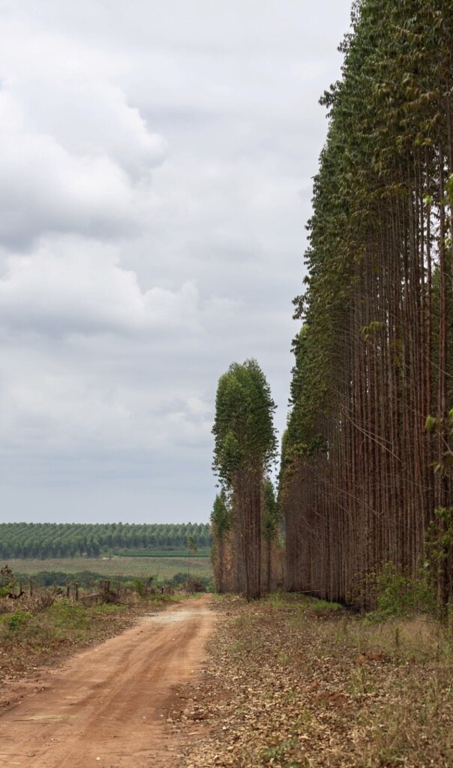 Ausgebeutete Natur im Cerrado, hier die Plantagen mit Eukalyptusbumen  | Foto: Florian Kopp/Misereor