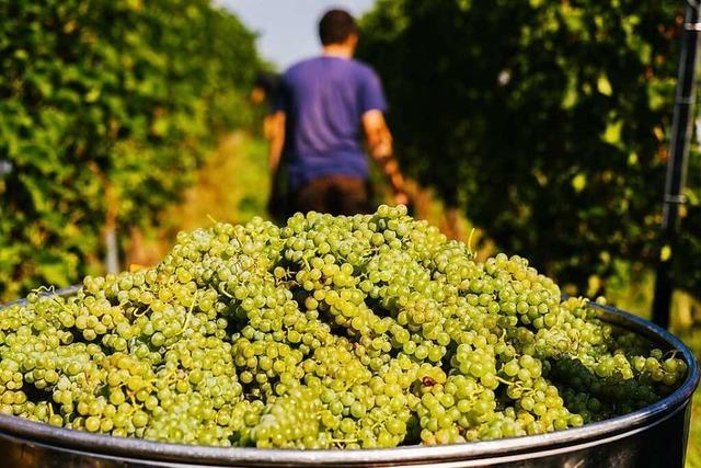 Badische Weinwerbung stellt Betrieb ein und prsentiert prominente bergangslsung