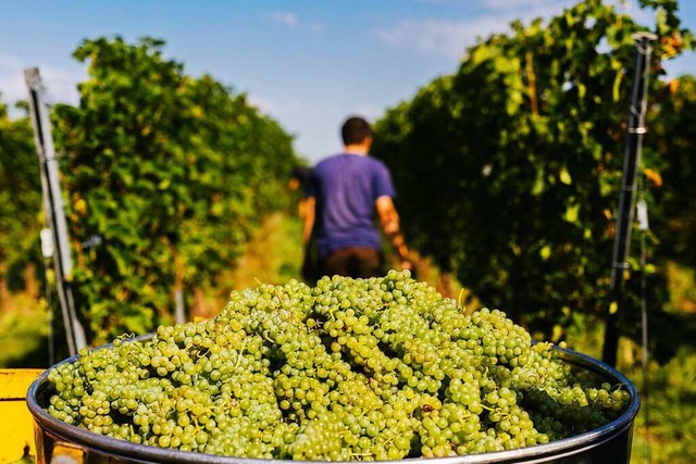 In einem Weinberg in Sdbaden liegen T... von rund 15.000 Hektar Wein angebaut.  | Foto: Philipp von Ditfurth
