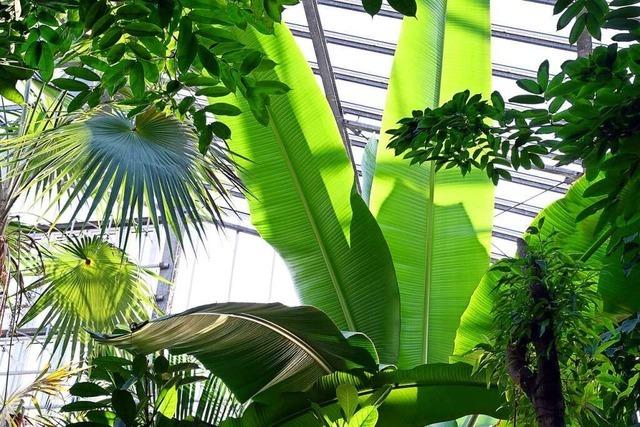 Die Schaugewchshuser im Freiburger Botanischen Garten sind wie ein Ausflug in die Tropen