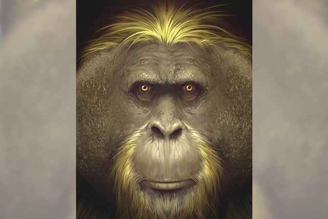 Wie der gr��te Menschenaffe verschwand