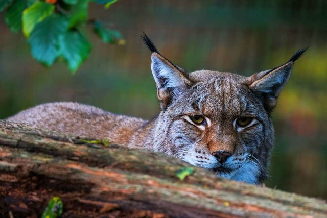 Sechs Luchse sind in Baden-Wrttemberg besttigt. (Symbolbild)  | Foto: Andreas Arnold (dpa)