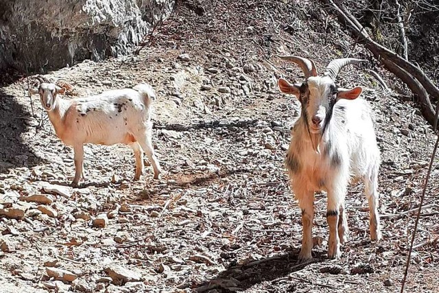 Ein BZ-Leser hat zwei der ausgebxten Ziegen in der Wutachschlucht fotografiert.  | Foto: Privat