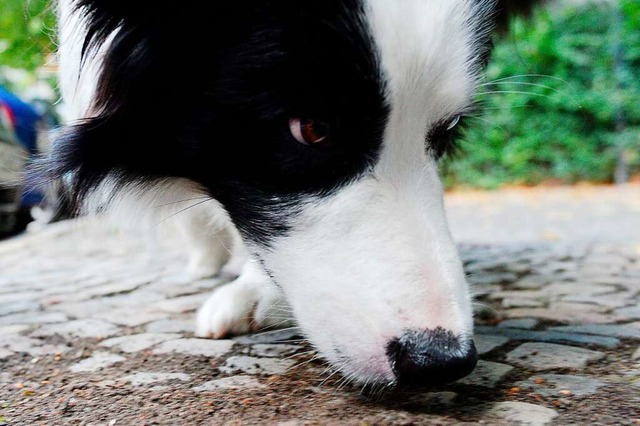 Hunde fressen gerne &#8211; deshalb is...hrlich, wenn sie auf Giftkder stoen.  | Foto: Maurizio Gambarini