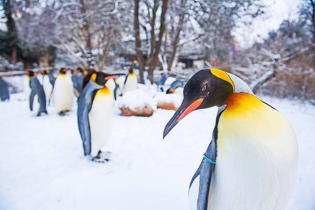 Lieben die Klte: Die Knigspinguine d... nur bei Temperaturen unter zehn Grad.  | Foto: Zoo Basel