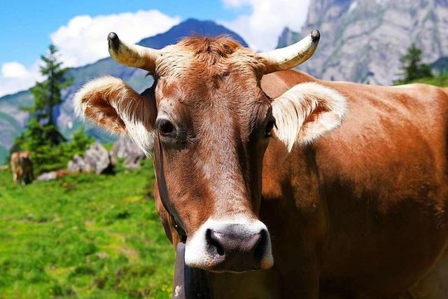 Schweiz schtzt eigene Landwirtschaft durch Zlle