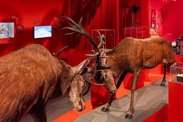Das Naturhistorische Museum Basel zeigt die Vielfalt des tierischen Liebeslebens