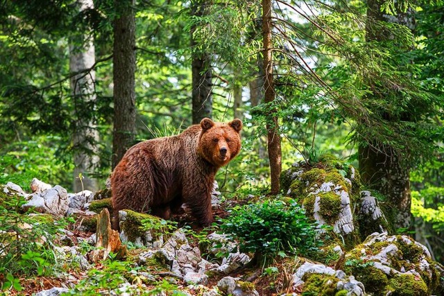 Braunbren haben in Norditalien mehrmals Menschen angegriffen.  | Foto: henk bogaard  (stock.adobe.com)