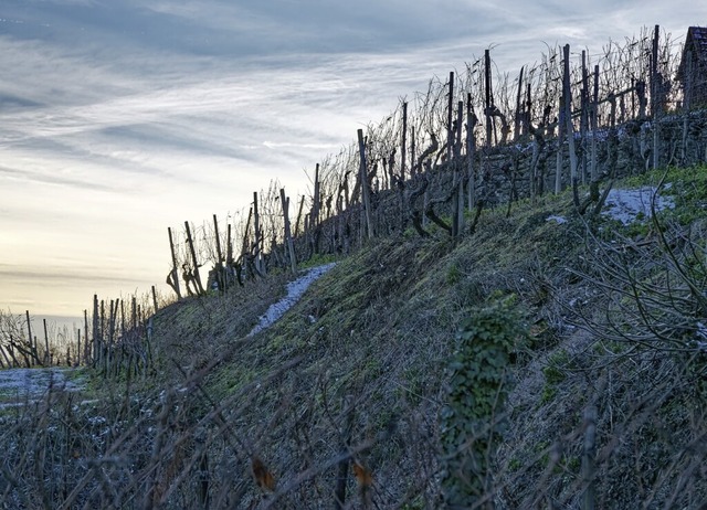 Noch stehen die alten Reben am Scheibenbuck in Sasbach.   | Foto: Martin Wendel